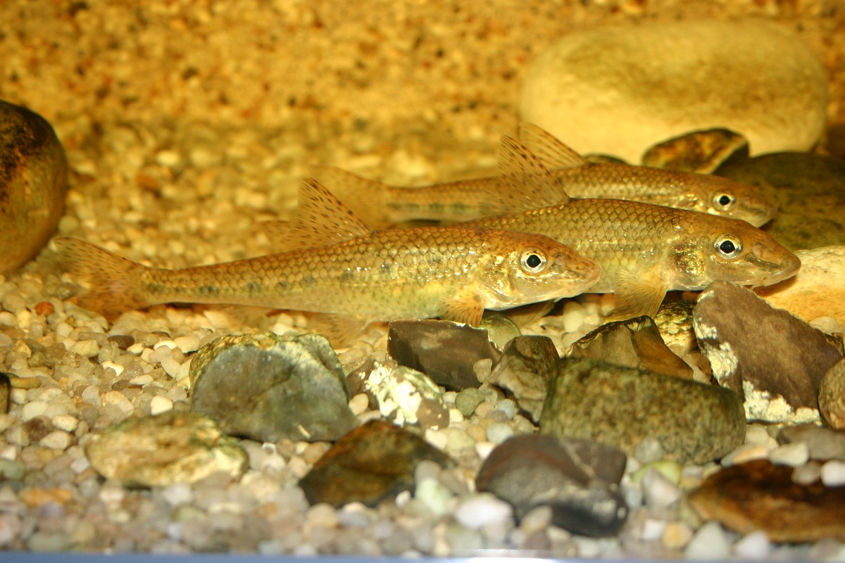 gobio-gobio-gudgeon